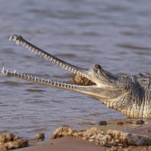 Gharial crocodile (Gavialis gangeticus)